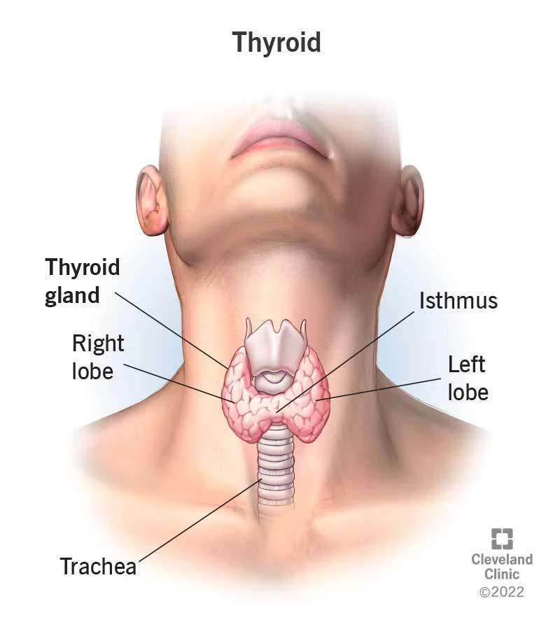 thyroid-